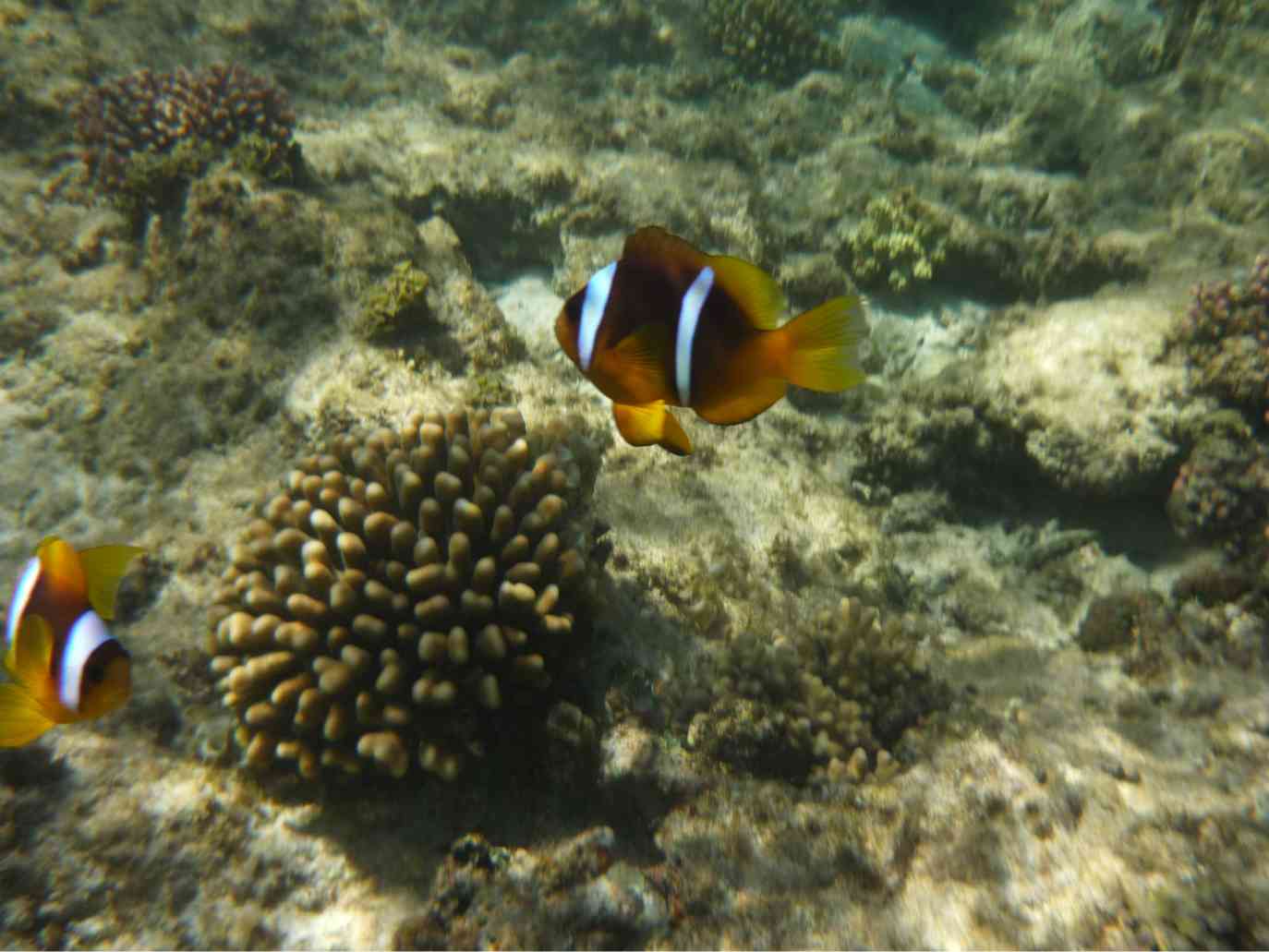 Schnorchelausflug von Hurghada